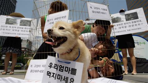 South Korea closes its biggest dog meat market - LifeGate