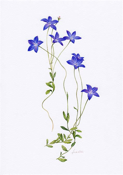 Wahlenbergia Botanical Illustration ~ Australian Geographic Magazine Issue 130 - Heidi Willis