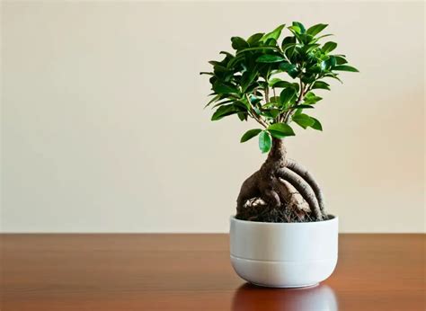 9 Types Of Bonsai Trees Indoors (And How To Properly Care For Them ...