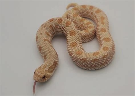 Western Hognose breeding : r/snakes