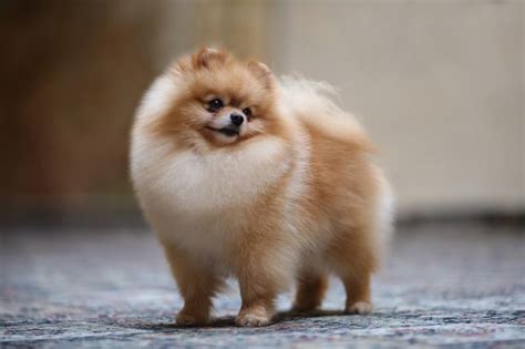 Pomeranian: Facts About The World's Cutest Puffball – Dogster