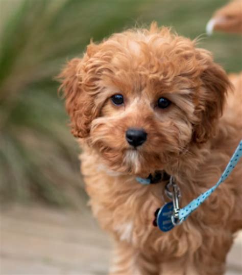 Mini Goldendoodle Breeders In Michigan - Full List - Lover Doodles