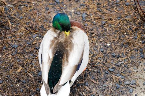 Swans and Ducks on the Lake Stock Image - Image of allwhite, outdoor: 112647789