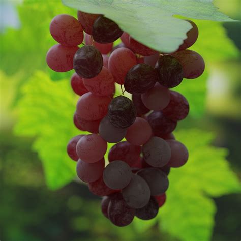 Grape Uva Vine - Free photo on Pixabay - Pixabay