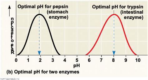 Solved This graph shows the activity of two enzymes relative | Chegg.com