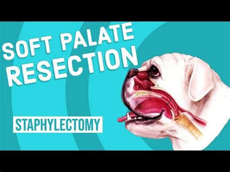 Soft Palate Resection in Dogs - YouTube