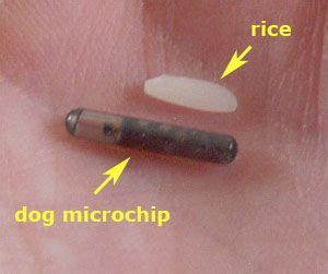 Microchips, Trackers and the Possibilities of a GPS Chip for Dogs | Pets, Miniature dachshunds ...