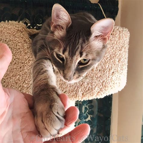 Cat, the dexterous animal, almost has hands. - Way of Cats