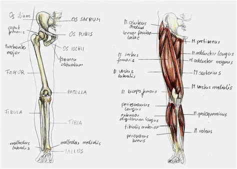 anatomy leg 1 by BK-81 on deviantART | Anatomy, Leg bones, Bones and ...