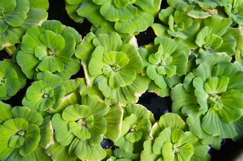 Dwarf Water Lettuce: The Ultimate Care Guide