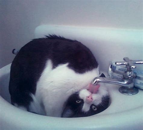 The Cat's Meow: Cats and Sinks: The latest cat meme. For cats.