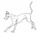 Greyhound Coloring Page At GetColoringscom  Free Printable Colorings sketch template