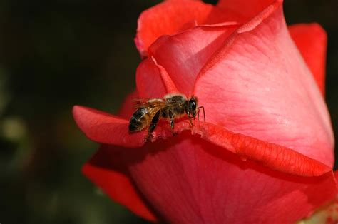 Bee on Rose Photograph by Brenda Douglas - Fine Art America