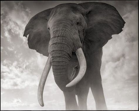 Photography | Nick brandt, Elephant photography, Animal photography