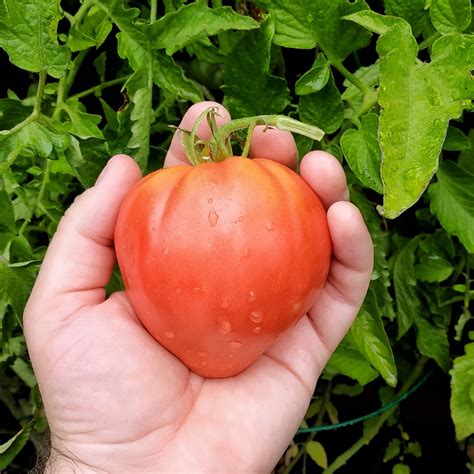 Septoria Leaf Spot Treatment To Save Your Tomatoes