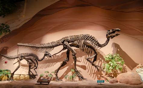 Seismosaurus Fossil
