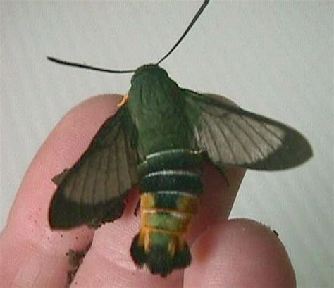 Gardenia bee hawk moth (Cephonodes kingii) | Hummingbird moth, Moth ...