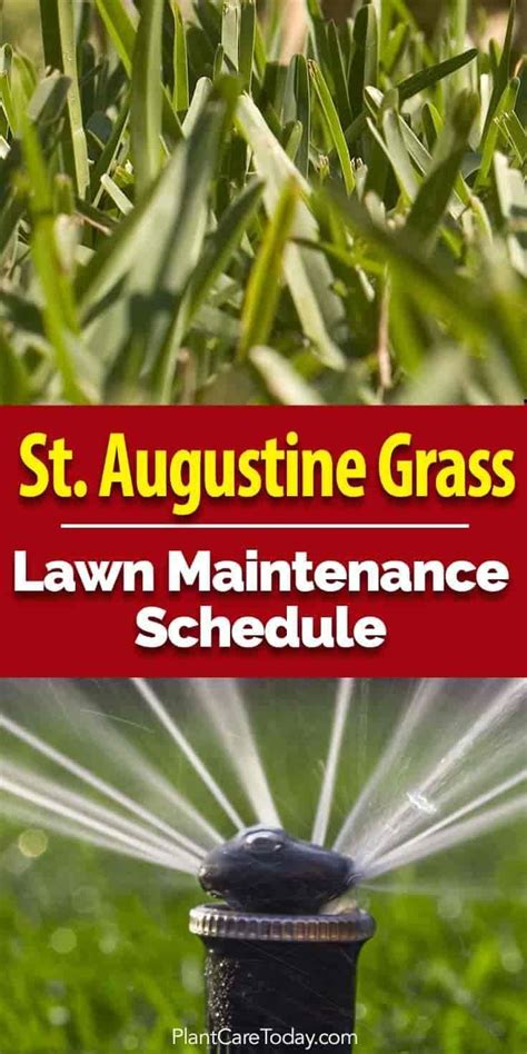 St Augustine Grass Care: Florida Fertilizer Lawn Maintenance Schedule in 2020 | Lawn maintenance ...