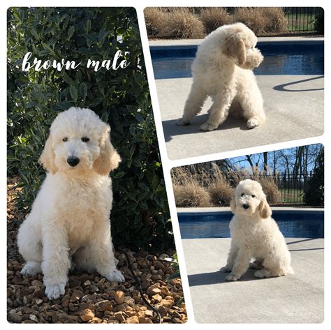 Standard Poodle Puppies For Sale | Nashville, TN #322098