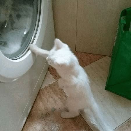 Cat Laundry GIF - Cat Laundry - Gif's ontdekken en delen