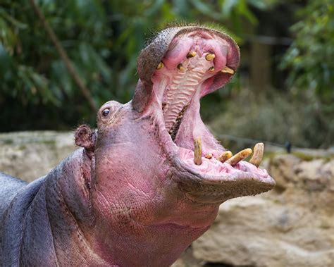 Yawning hippo | An impressive shot of the female hippopotamu… | Flickr