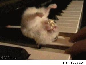 Hamster On Piano Eating Popcorn - Meme Guy