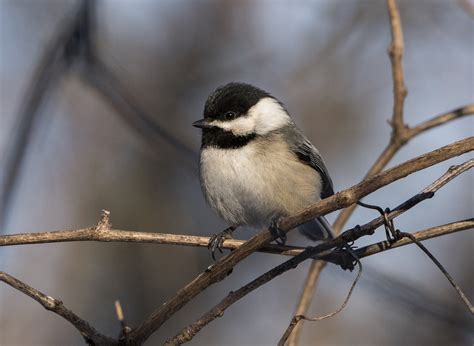 Black-Capped Chickadees Are Preparing for Winter – My Chicago Botanic ...