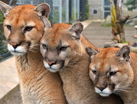 Cougar Mountain Zoo in Issaquah WA | Zoological Society of Washington