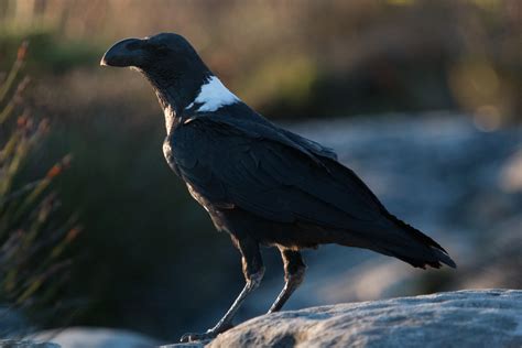 White-necked raven (Corvus albicollis) | On Table Mountain | Nick Warner | Flickr