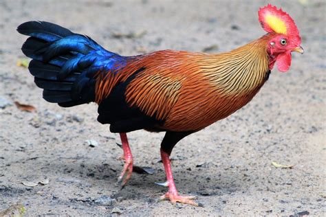 male Sri Lankan Junglefowl (Gallus lafayettii) - ZooChat