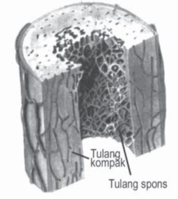 Macam-macam Tulang dan Strukturnya | Ilmu Sains