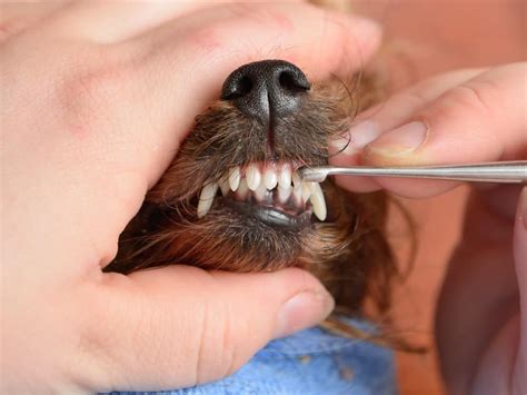 How to Keep Your Dog's Teeth Clean | Port Road Vet