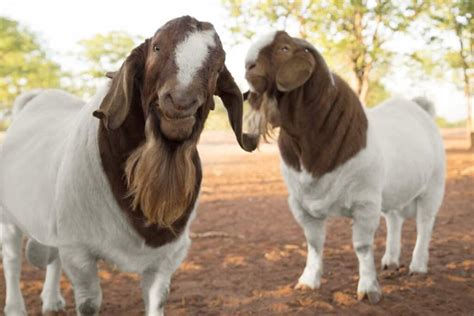 Boer Goat Breed Information: Breeding, Raising, Characteristics, and Care