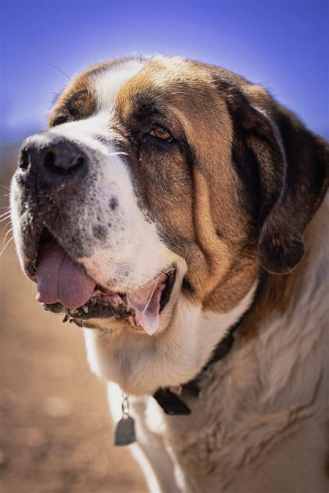 Falvey Library :: Confronting Cujo, the Fearsome & Famous Canine