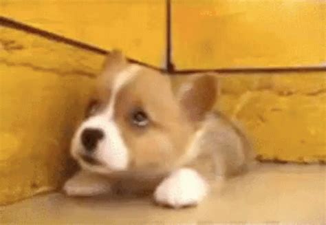 Aw Gif Dogs Puppy Shy Discover Share Gifs - vrogue.co
