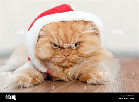 Domestic funny animals hi-res stock photography and images - Alamy