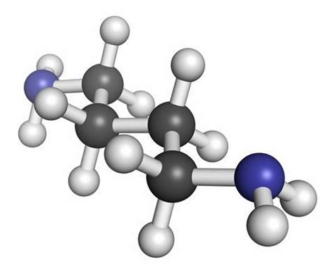 Putrescine | Podcast | Chemistry World