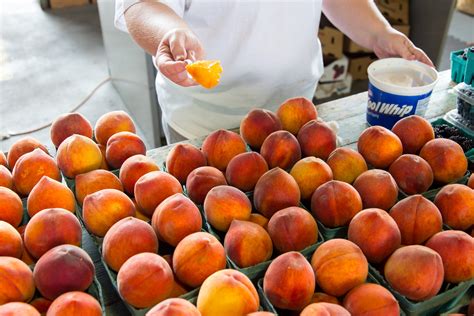 Peaches on Green Trays · Free Stock Photo