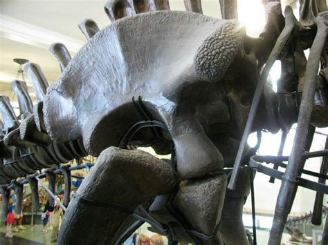 Lizard Hip | The apatosaurus/brontosaurus specimen on displa… | Flickr