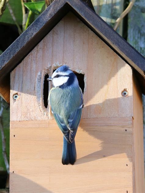 Images Gratuites : aile, mâle, faune, printemps, boîte, jardin, oiseau chanteur, Royaume-Uni ...