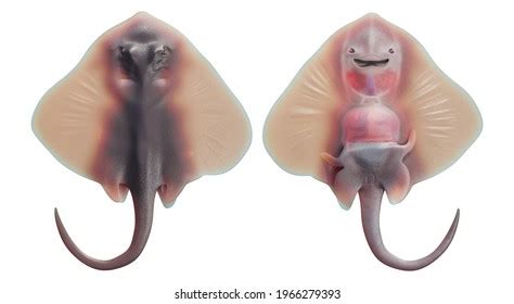 Stingray Anatomy Royalty-Free Images, Stock Photos & Pictures | Shutterstock