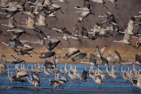 Sandhill Cranes On The Platte River Photograph by Jim Lo Scalzo