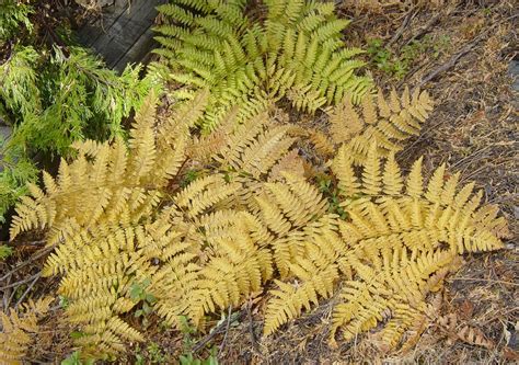 Ferns, Sequoia NP | Just some ferns, from Sequoia National P… | Flickr