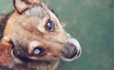 Loss Of Vision In Dogs: Symptoms, Types Of Eye Issues, & Treatment Options