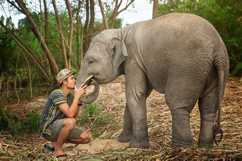 Morning Visit - Pattaya | Elephant Jungle Sanctuary