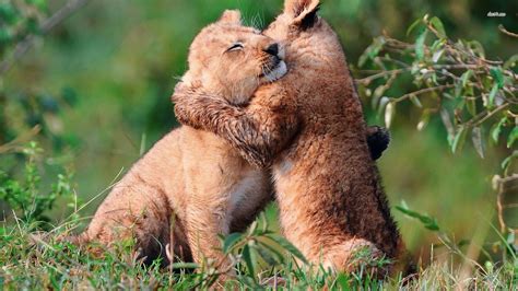 Animal Hug Wallpapers - Top Free Animal Hug Backgrounds - WallpaperAccess