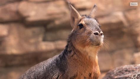 Can Patagonian Mara Be A Good Pet? Food, Care, Facts