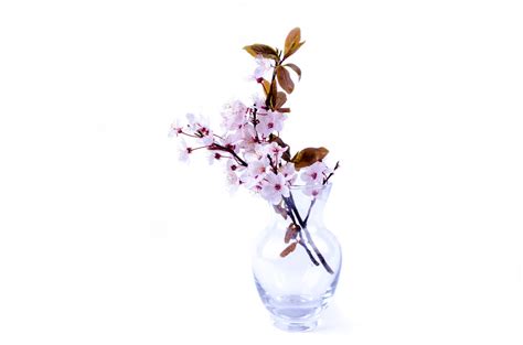 Blühende Zweige in der Vase Kostenloses Stock Bild - Public Domain Pictures