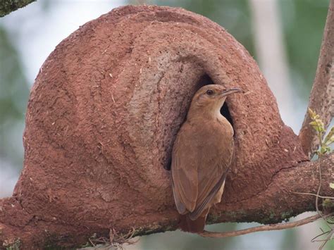 Rufous Hornero - eBird | Bird species, Species, Habitats