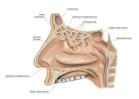 Paranasal Sinuses Photograph by Asklepios Medical Atlas - Fine Art America